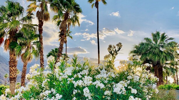 Un giardino con fiori bianchi, palme e un cielo sereno.