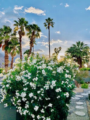 Property grounds - a private oasis with an Italian twist (Palm springs)
