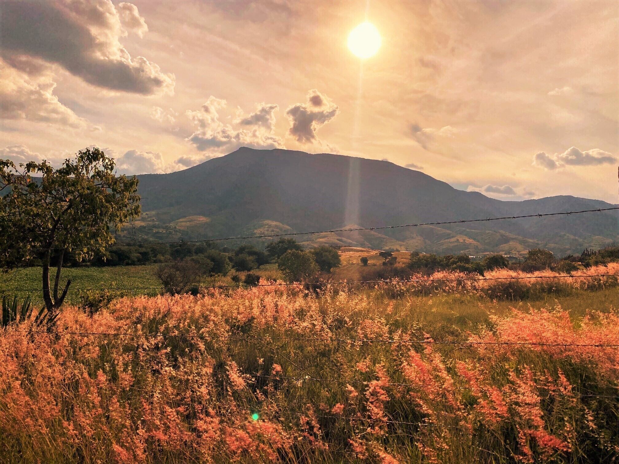A landscape with a mountain, a barbed wire fence, and a tree.