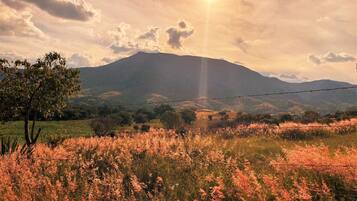 A landscape with a mountain, a barbed wire fence, and a tree.