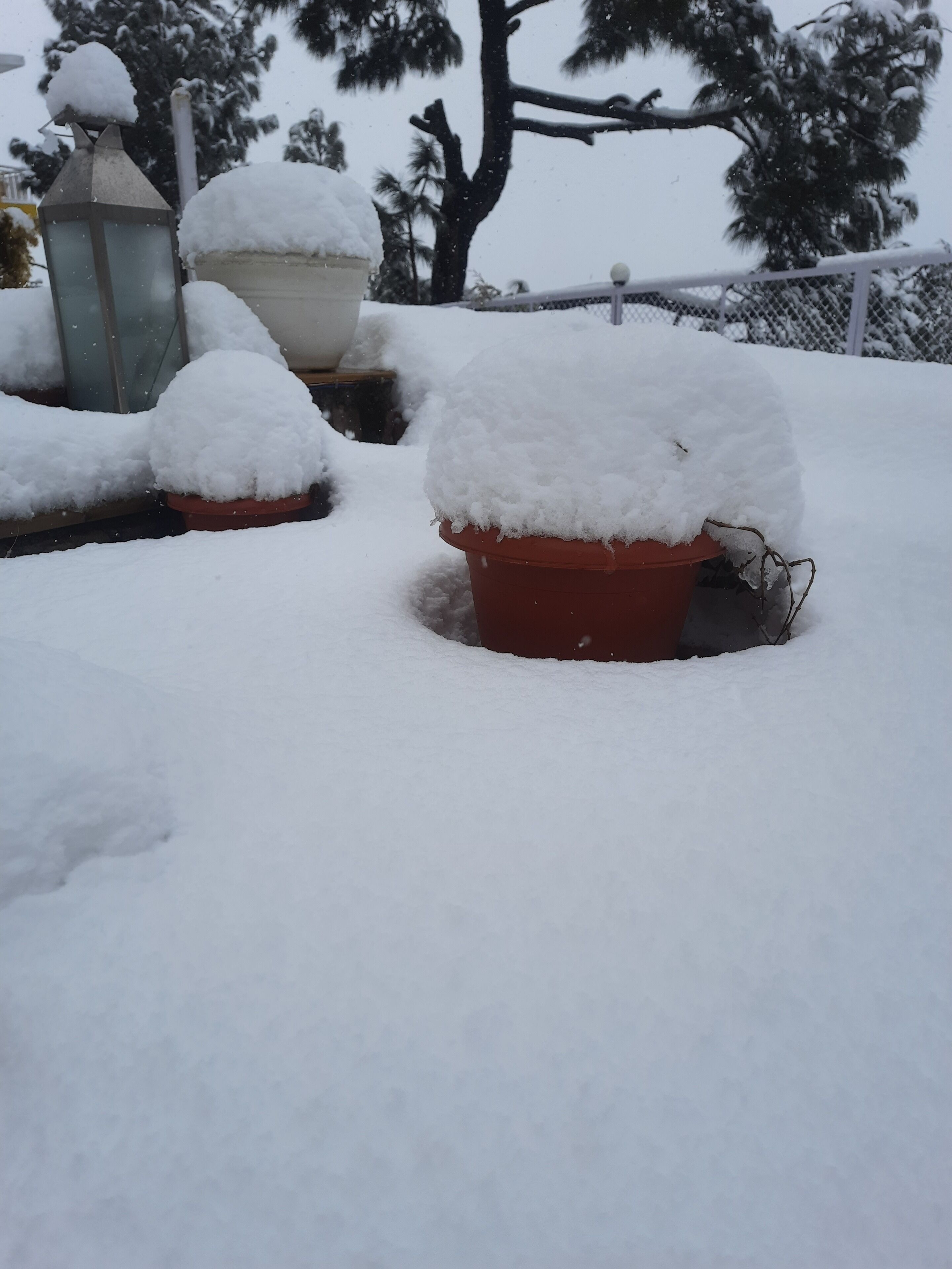 A snowy outdoor area with potted plants covered in snow.