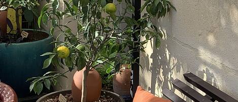 A potted lemon tree in a large pot, a cushioned bench, and a tiled floor.