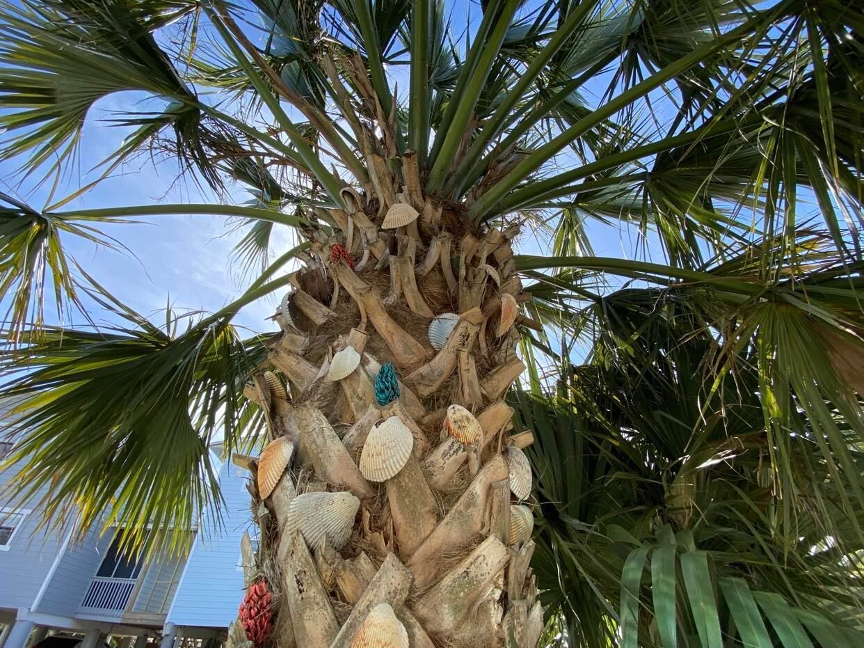 One of our beautiful palm trees, provides shade and privacy.