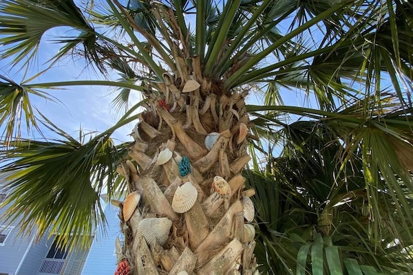 One of our beautiful palm trees, provides shade and privacy.
