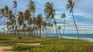 Una spiaggia con alte palme e vista sull'oceano.