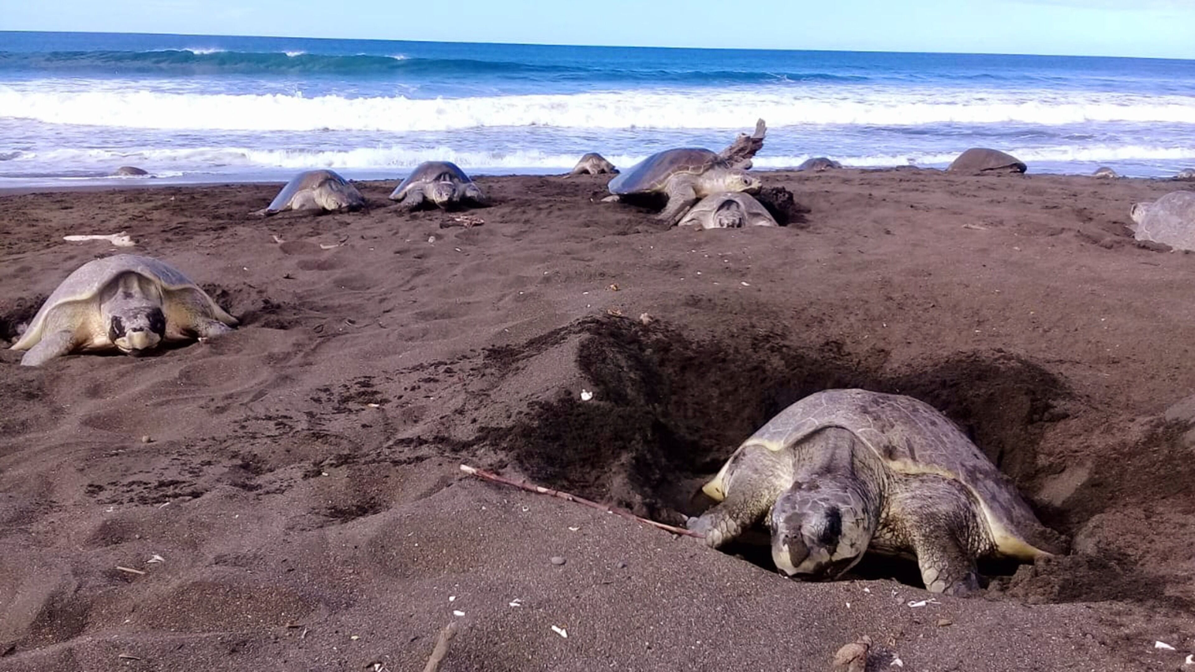 Una playa con varias tortugas marinas en la arena, algunas parcialmente enterradas.