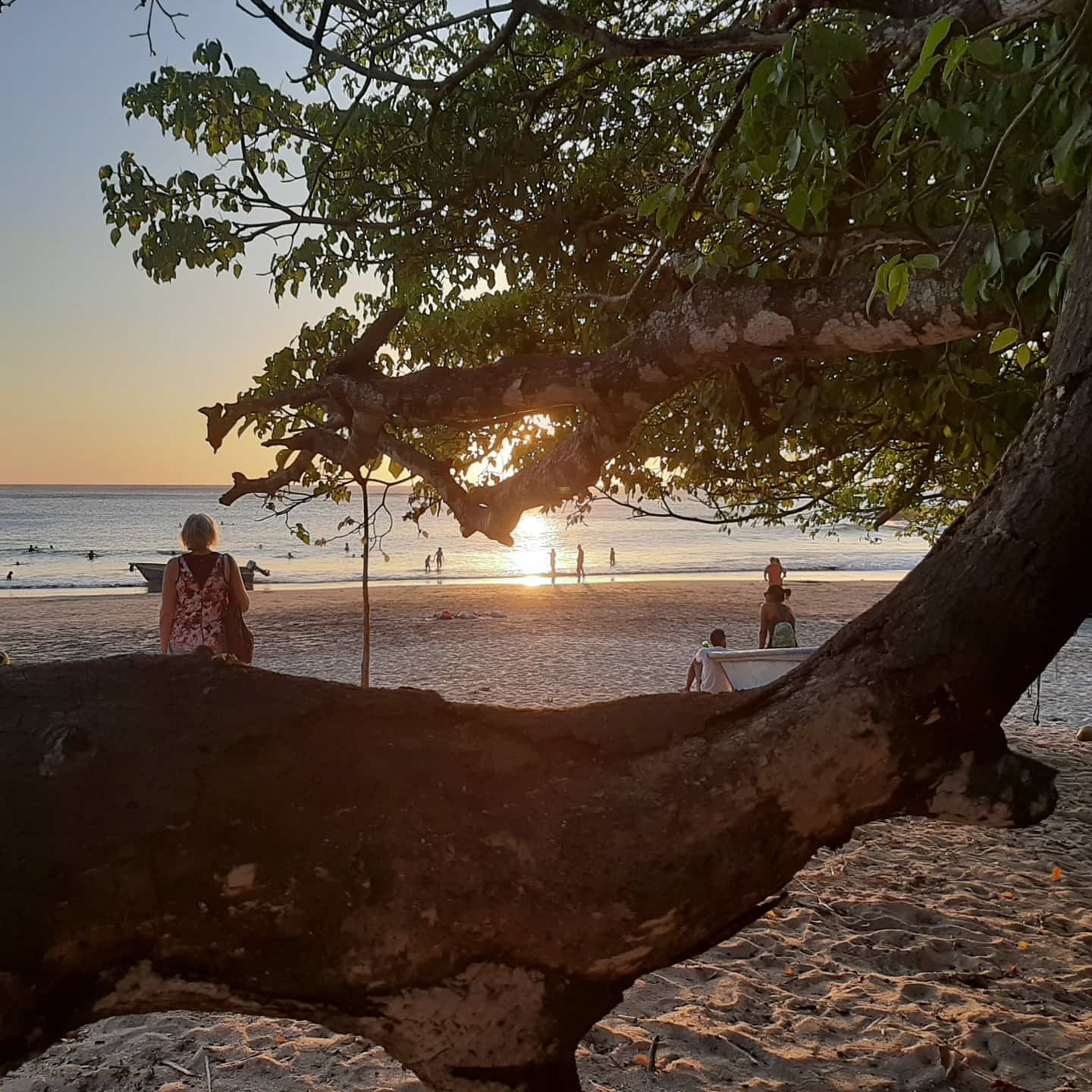 A beach scene with a large tree in the foreground, a sunset in the background, and people on the sand.