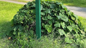 A house number sign for Marie Hill Farm with a green post and a white signboard displaying the farm's name and number 3640. - Historic Vermont Farmhouse on 12 Acres, Quaint Vermont Experience. (Andover)