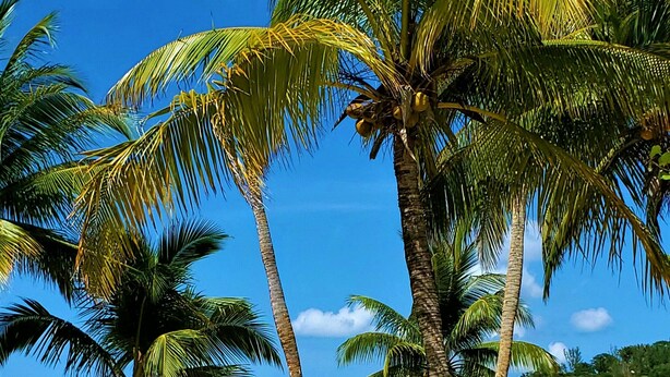 Una playa con palmeras y un cielo azul despejado.