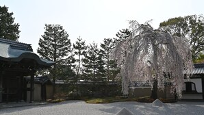 Ein traditioneller japanischer Garten mit einer Trauerweide, Kieswegen und hölzernen Bauten.