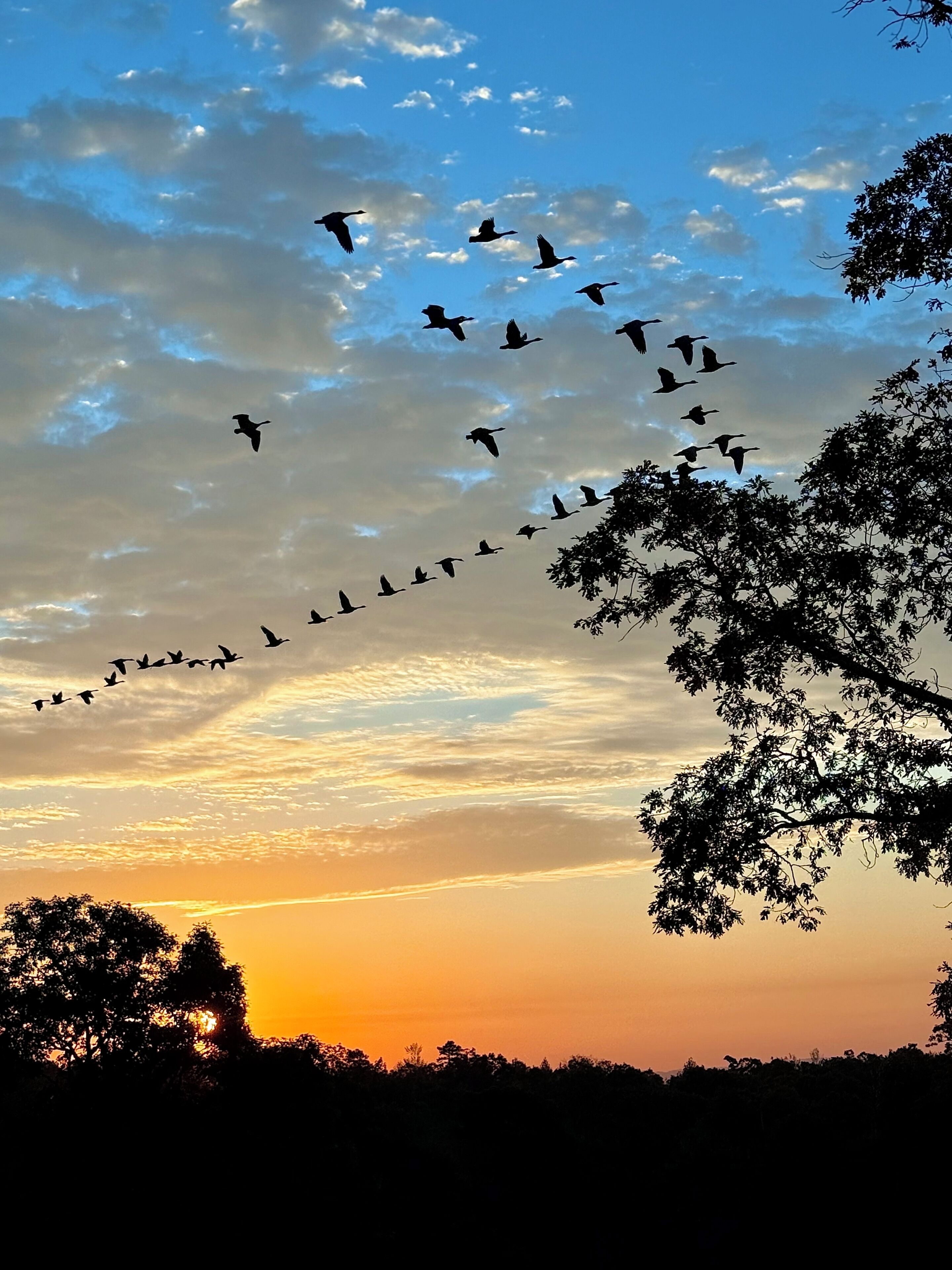 A flock of birds flying across a sunset sky.