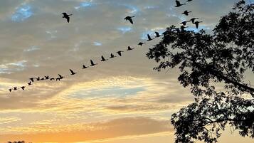 A flock of birds flying across a sunset sky.