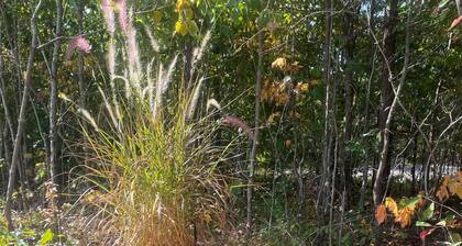 Ozarks Adventure Lodging, Glamping