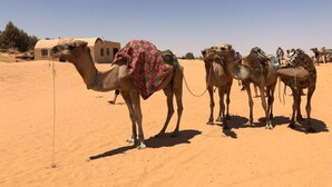 A row of camels with riders in a desert setting. - Dar Lola, guest house in the medina (Houmt Souk)