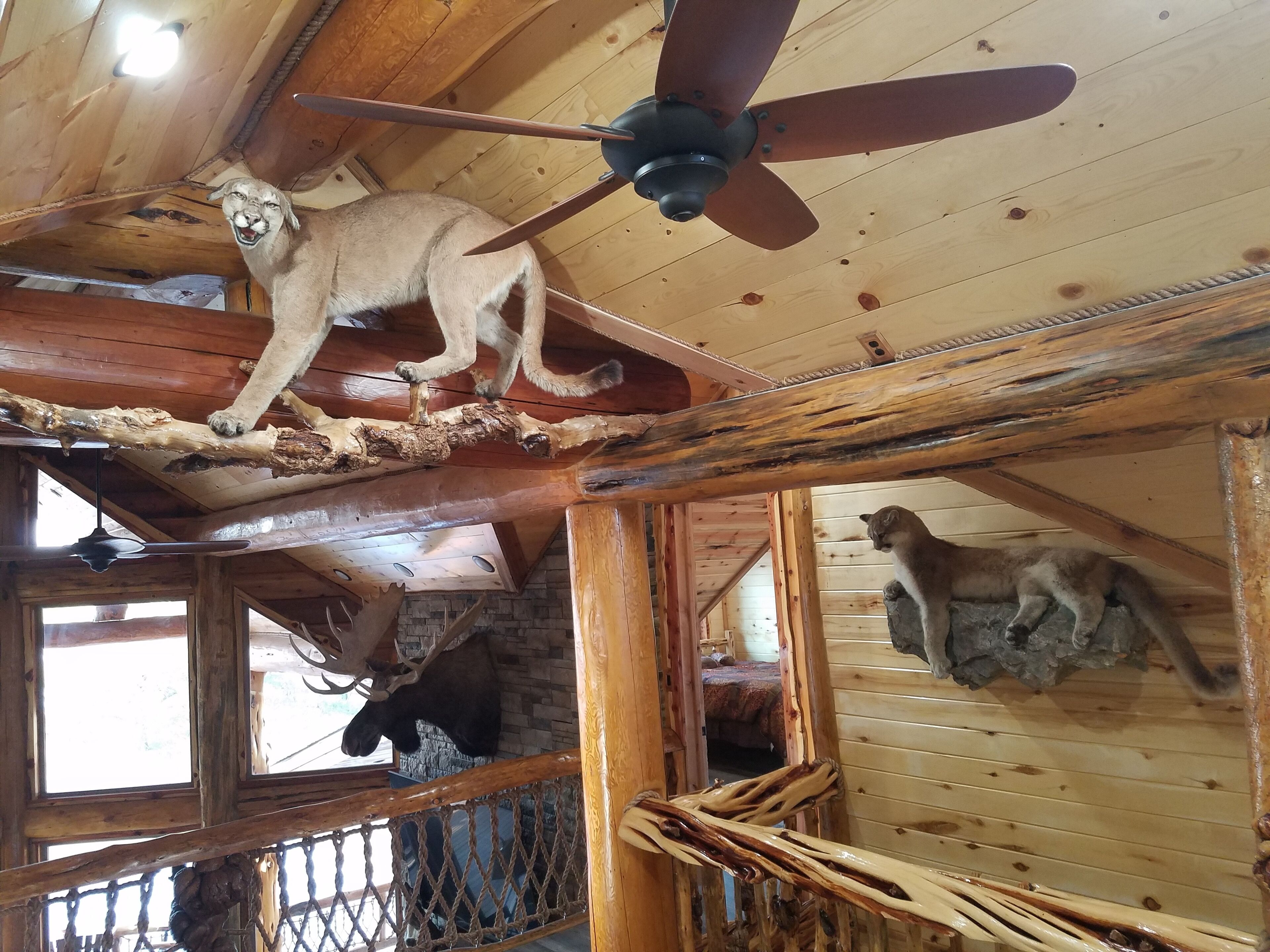 A wooden interior with a ceiling fan, a log shelf, and a moose head decoration.
