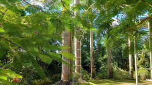 Un jardin luxuriant, avec de grands palmiers et un feuillage vert et dense.