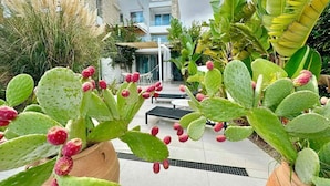 Ein modernes Gebäude mit einer Terrasse, die mit Kakteen und tropischen Pflanzen in Töpfen ausgestattet ist.