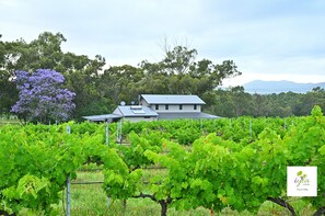 Property grounds - iyla Estate - Your exclusive Vineyard & Cottage stay @ Pokolbin, Hunter Valley! (Pokolbin)