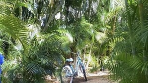 Un sendero de ladrillo que conduce a una bicicleta estacionada entre palmeras.