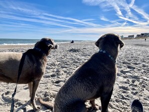 Two dogs on a sandy beach with a clear sky and distant buildings.