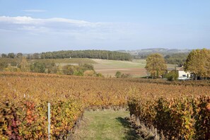 Ein Weinberg mit Reihen von Reben und einem weißen Gebäude im Hintergrund.