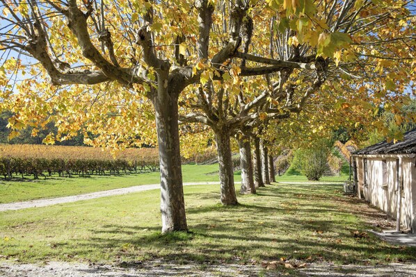 A row of trees with yellow leaves, a path, and a building in the background. - Homerez - "Sigoulès villa with pool" (Sigoulès)