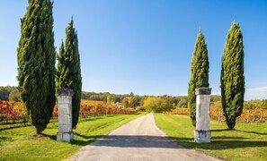 A gravel path leading through a vineyard with tall cypress trees on either side. - Homerez - "Sigoulès villa with pool" (Sigoulès)