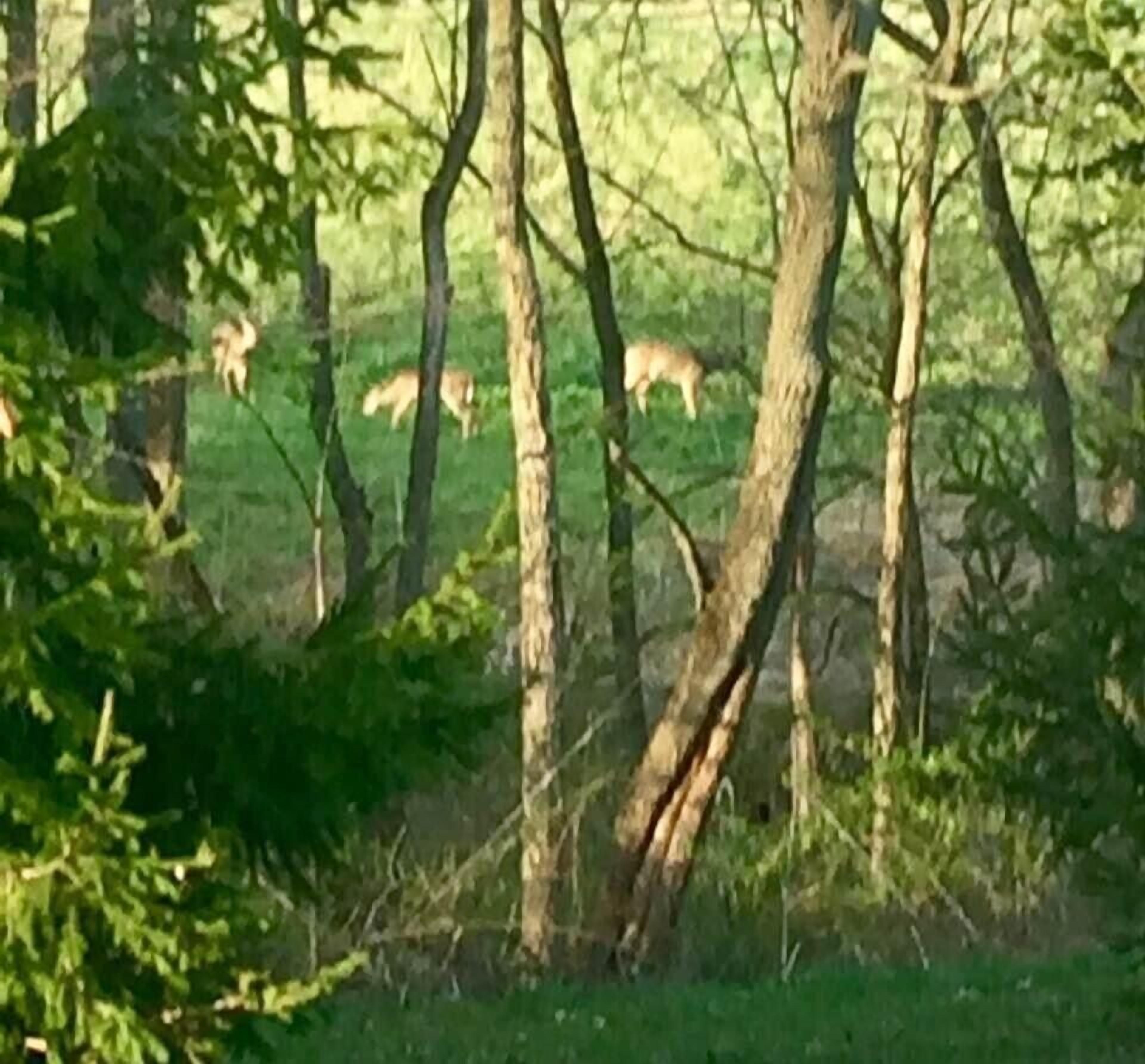 A forested area with trees and a grassy field.