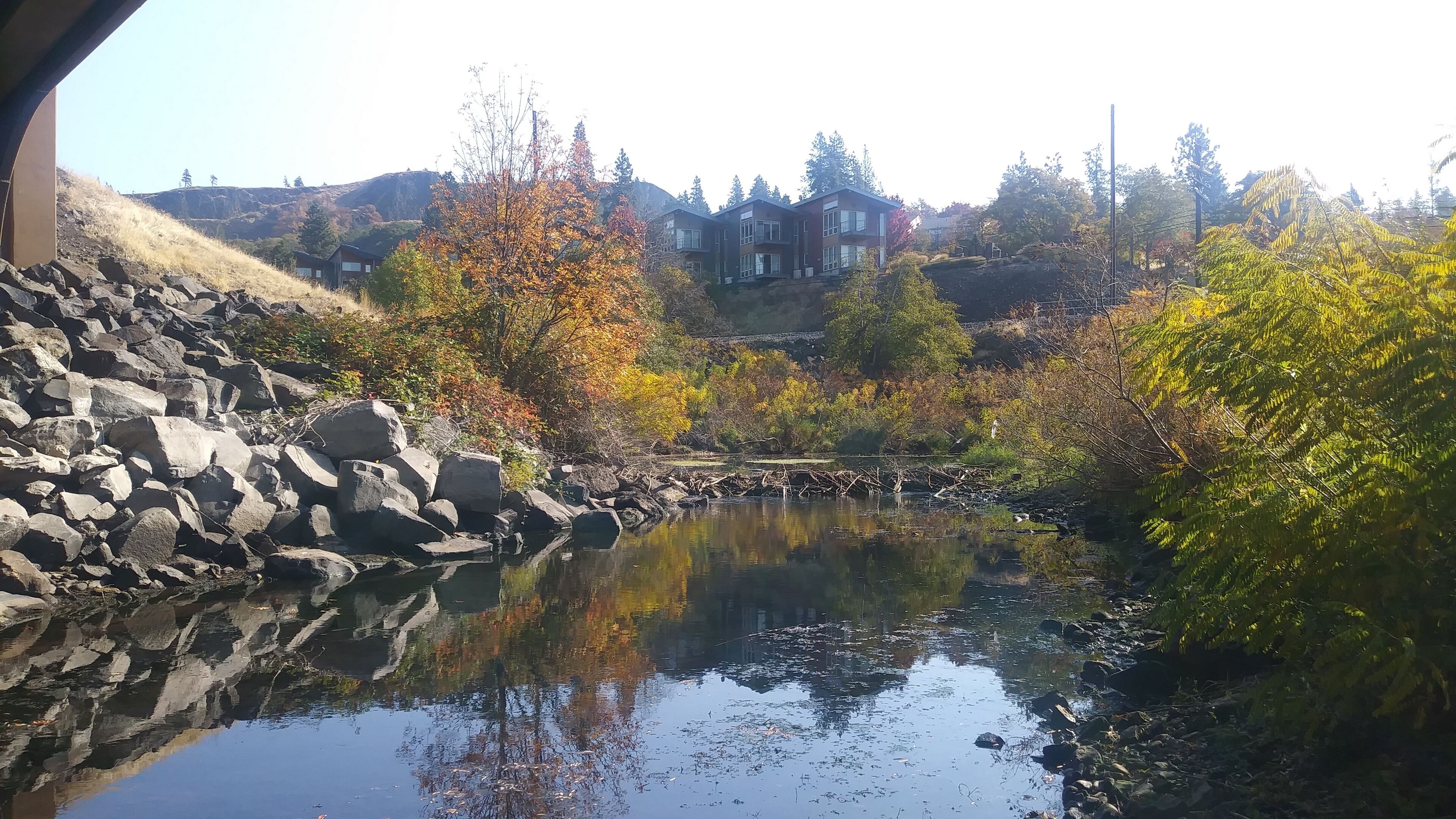 From Mosier Creek looking toward property.  This is the resident beaver's view!