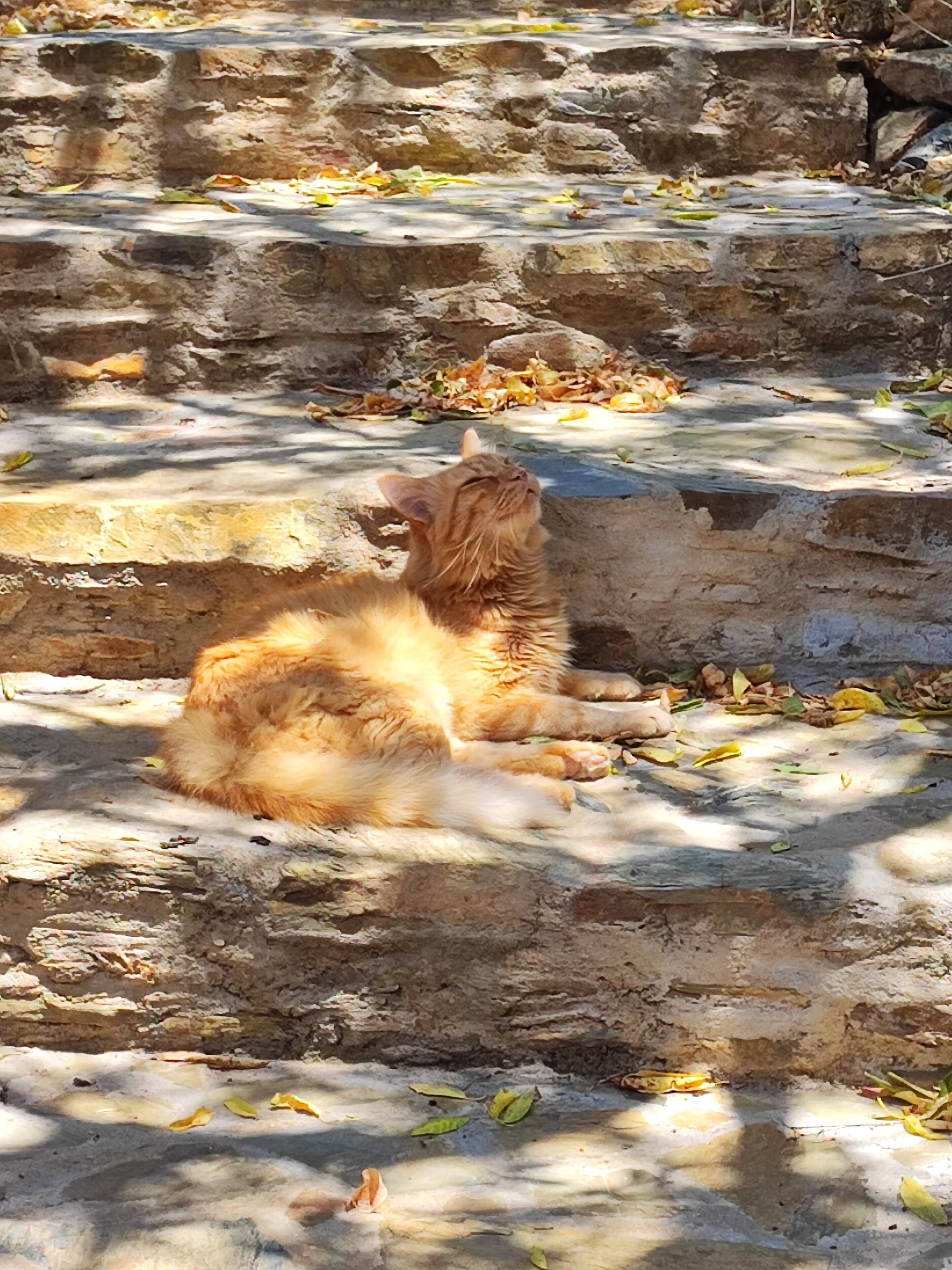 Een kat zit op stenen treden, omringd door herfstbladeren.