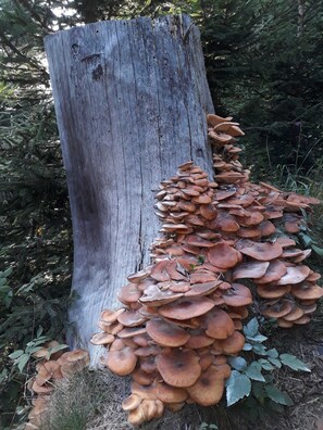 Botón de imagen sin clasificar, 4 de 44