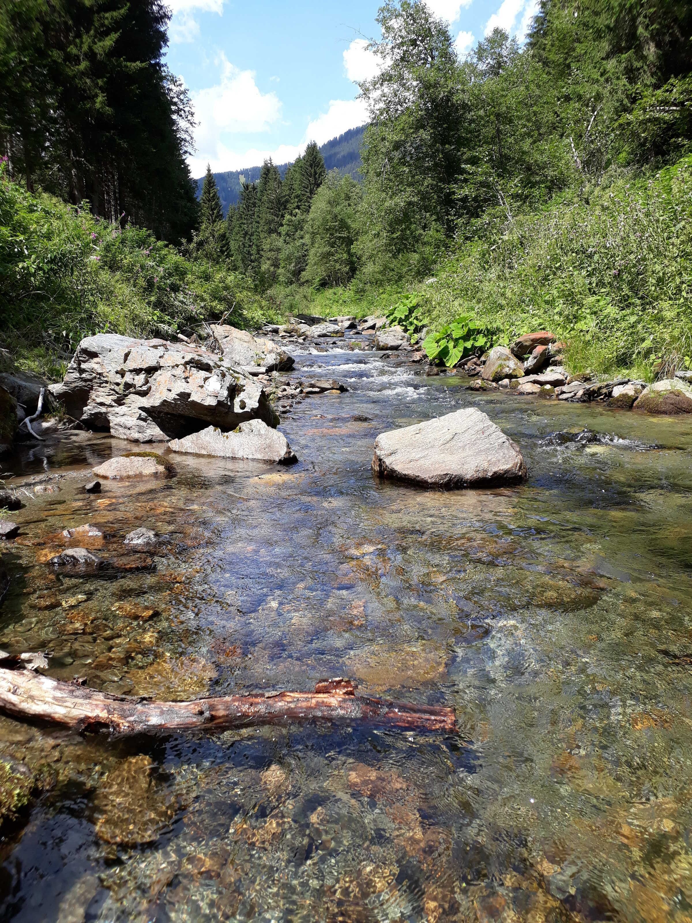 A clear stream with rocks and greenery.