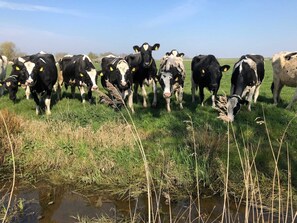 Unclassified image, 4 of 33, button