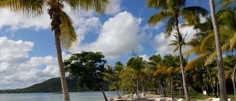 A beach with palm trees, lounge chairs, and a clear sky.