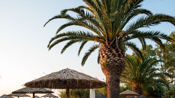Una playa con palmeras y sombrillas de paja.