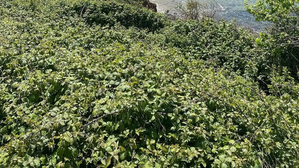 A coastal landscape with a beach, greenery, and a distant view of a town. - St Anne's House, Sea Views, 7 Bedrooms - Sleeps 30 (Plymouth)