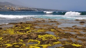 Uma costa rochosa com algas amarelas, ondas quebrando e um horizonte distante com a cidade.