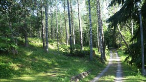 Ein bewaldeter Pfad mit einem Feldweg, der durch dichtes, hohes Gestrüpp und Unterholz führt.