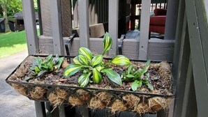 Un bac à fleurs en bois, orné de plantes et de mousse, placé sur une véranda dont le décor est constitué d’un treillage.
