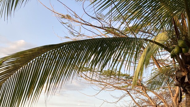 Una playa con una palmera, un bote pequeño y una persona sentada bajo un paraguas rojo.