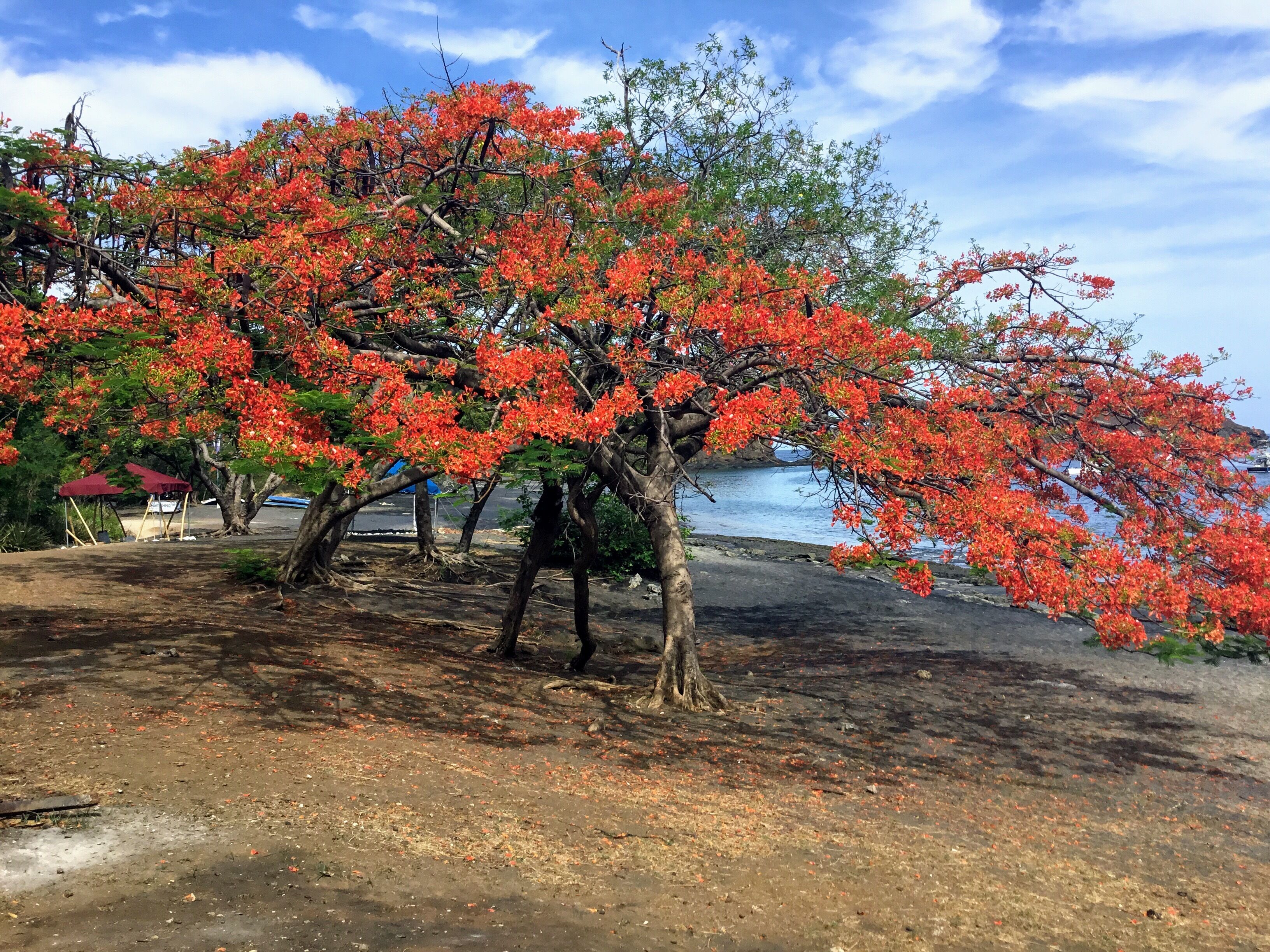Une plage bordée d’arbres aux fleurs rouges et surplombée d’un ciel dégagé.