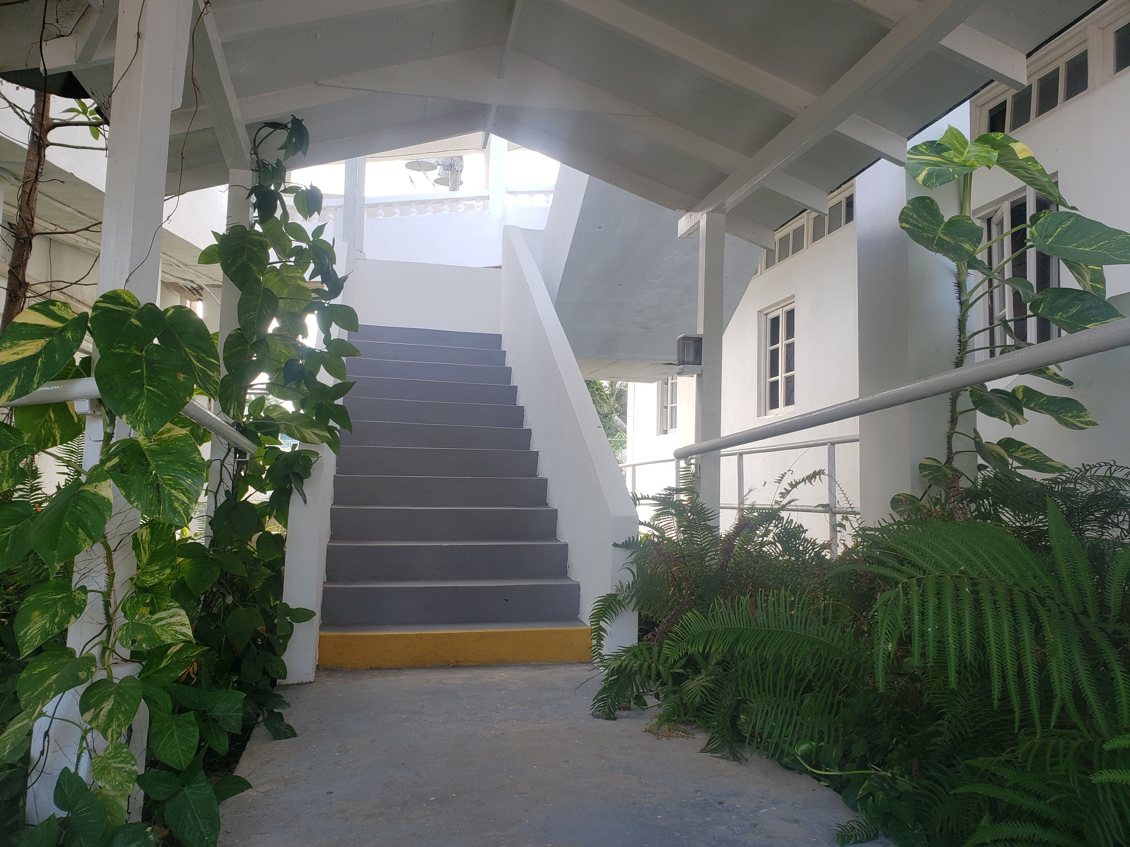 A staircase with a skylight, surrounded by greenery and white walls.