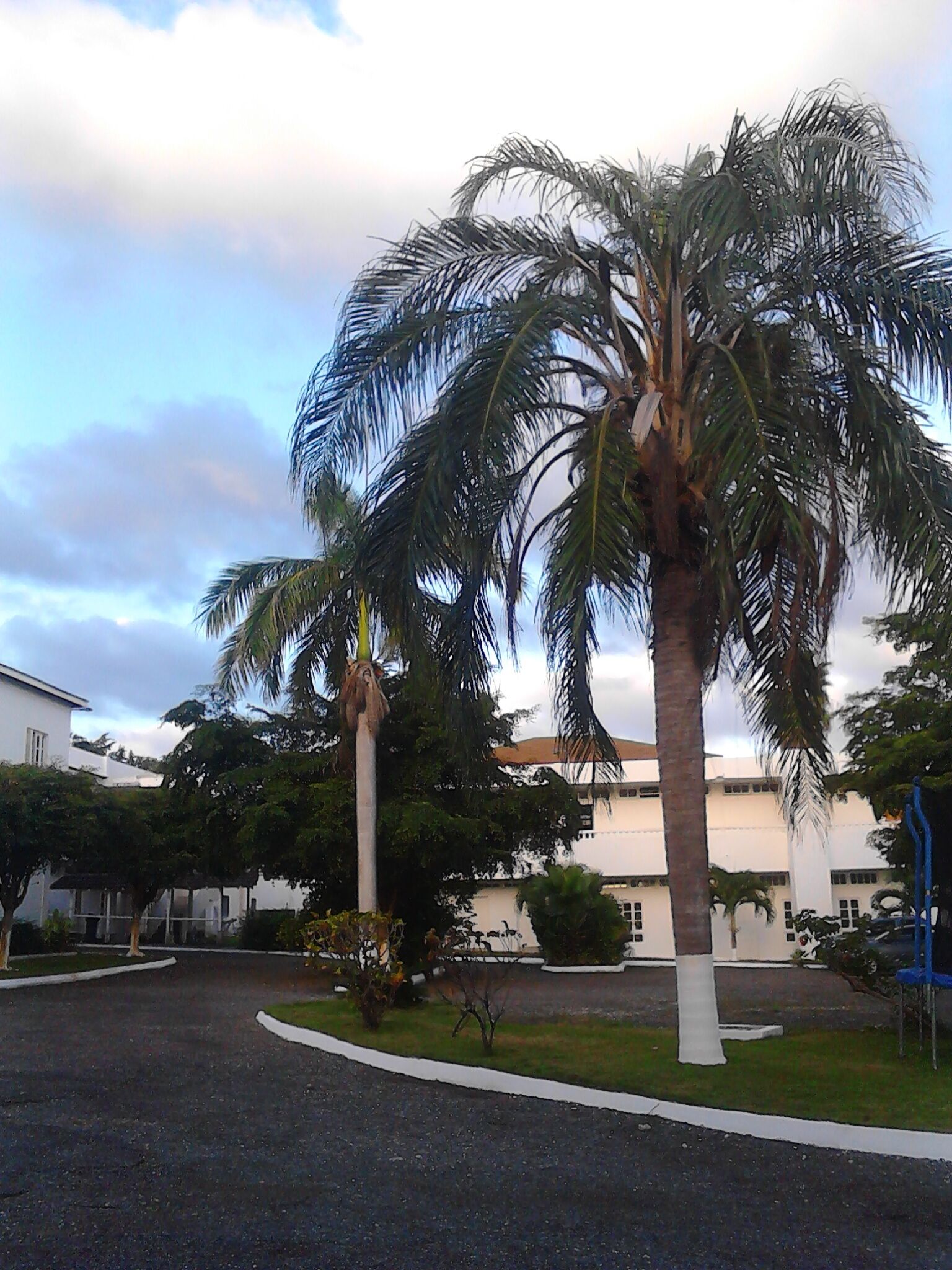 A parking lot with palm trees and a building in the background.