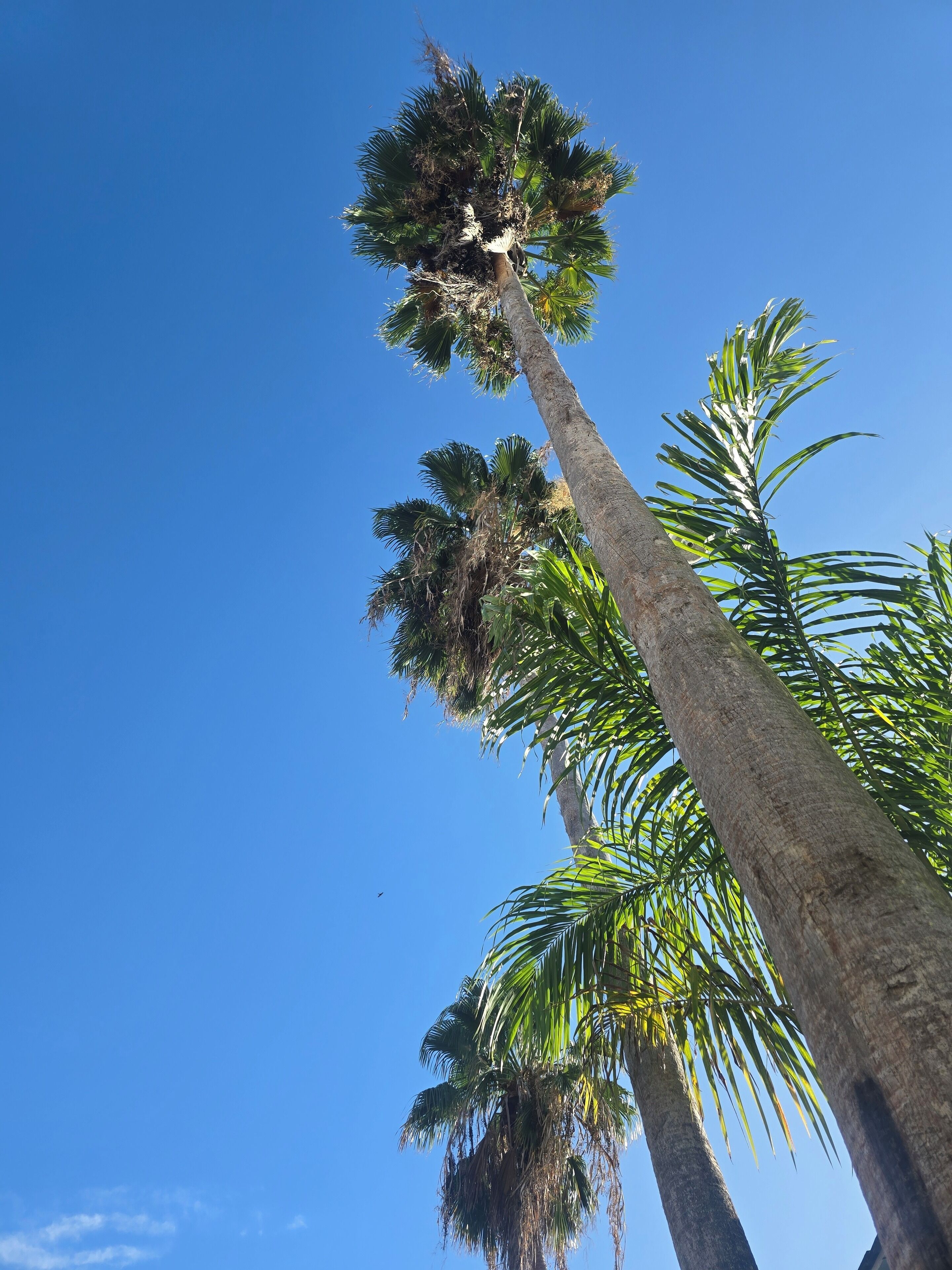 Una palmera alta con follaje denso contra un cielo azul despejado.