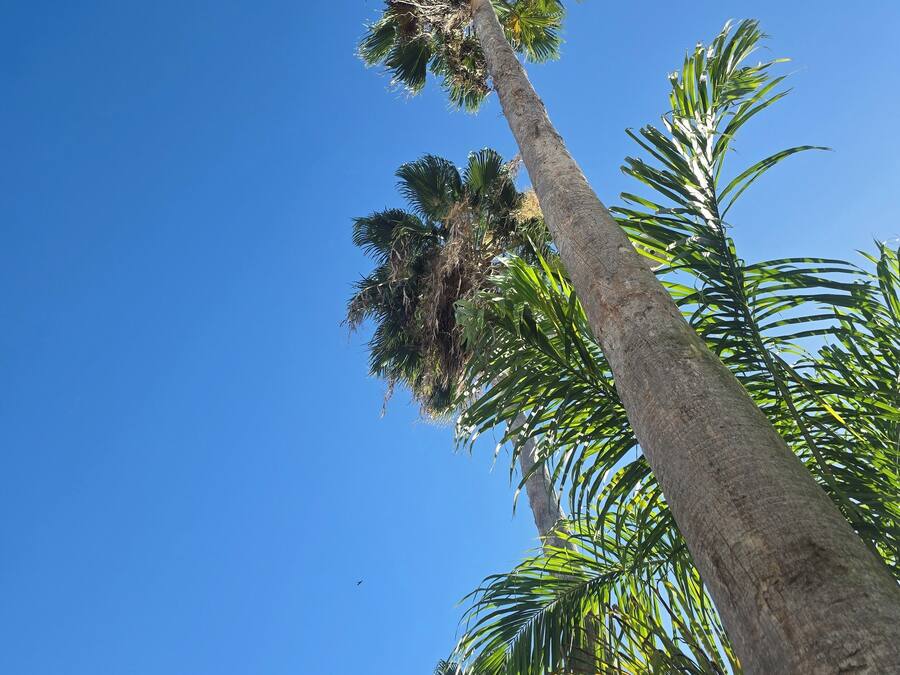 Eine hohe Palme mit dichtem Grün vor blauem Himmel.