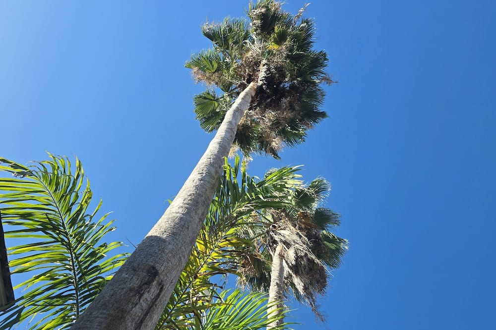 Sea Shell Palms