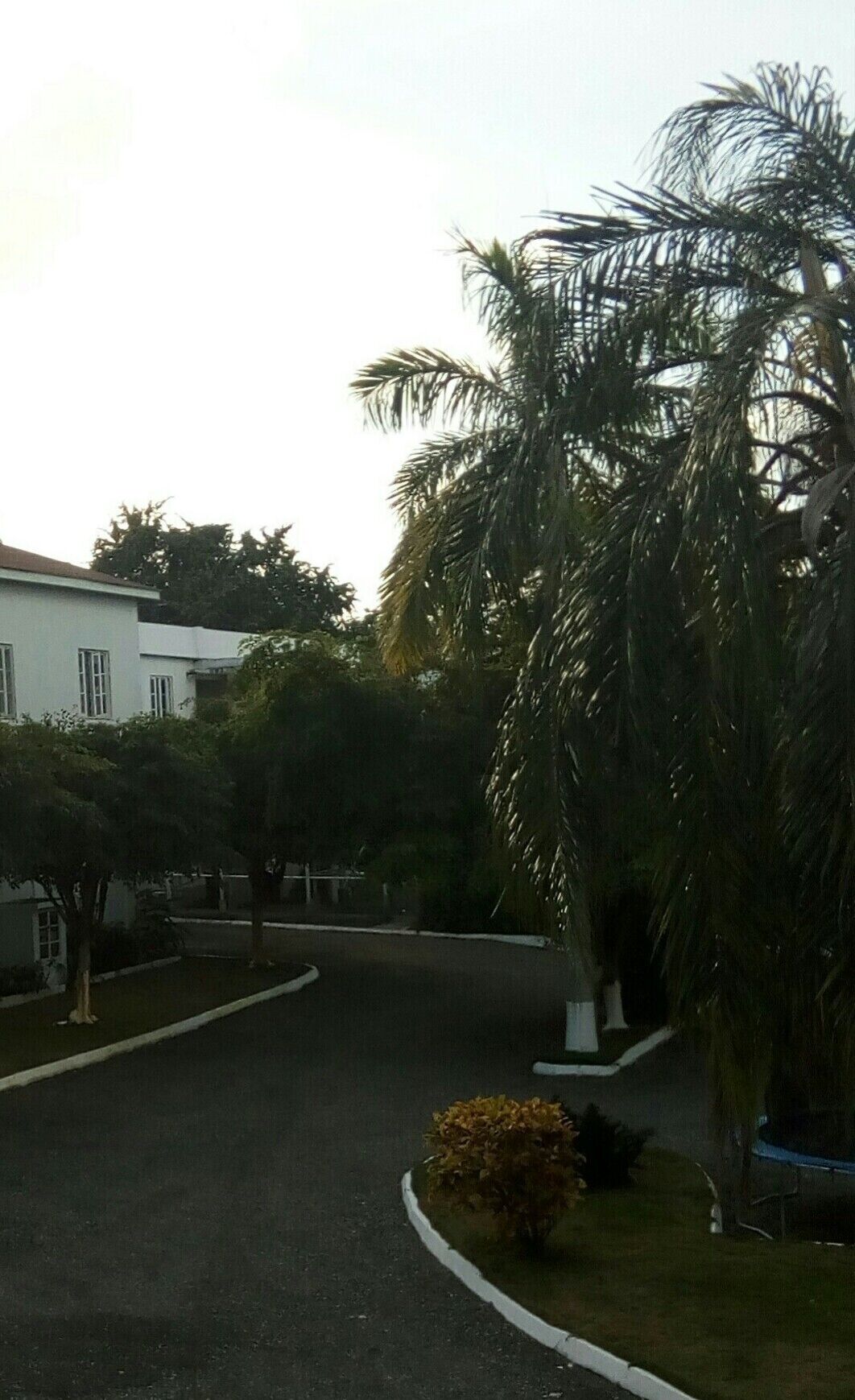 Une rue résidentielle avec une route sinueuse, des palmiers et une maison blanche.