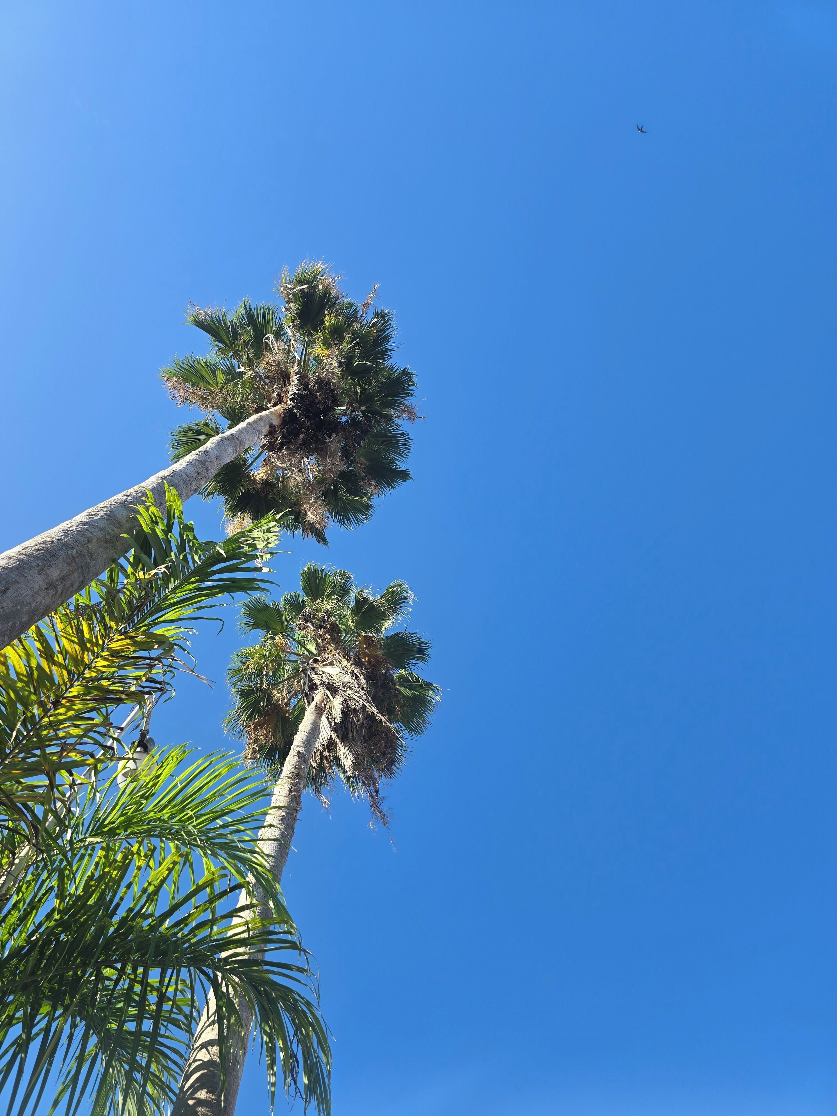 Un ciel d’un bleu limpide, avec un palmier et un oiseau en vol.