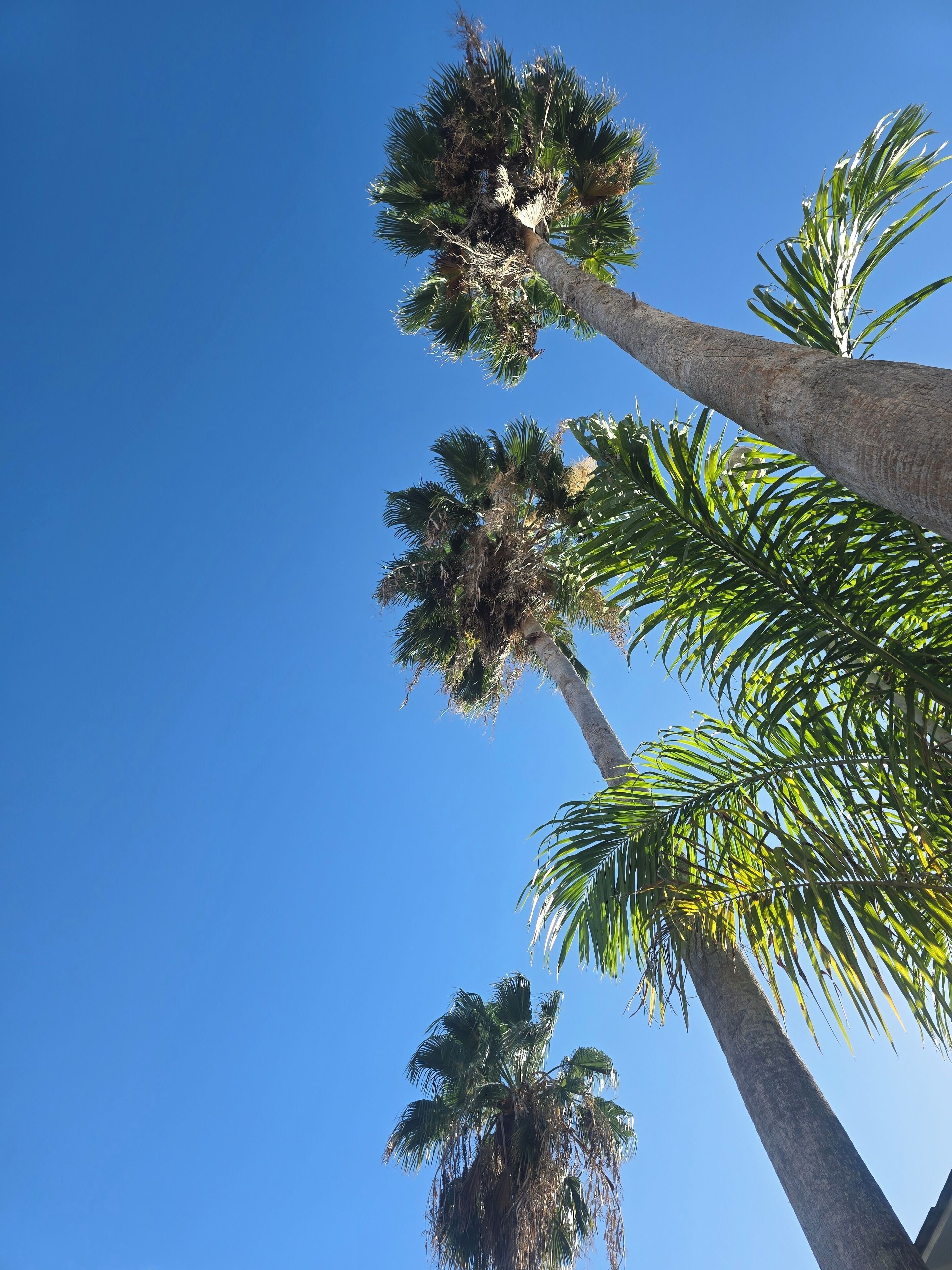 Tall palm trees against a clear blue sky.