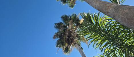 Tall palm trees against a clear blue sky.